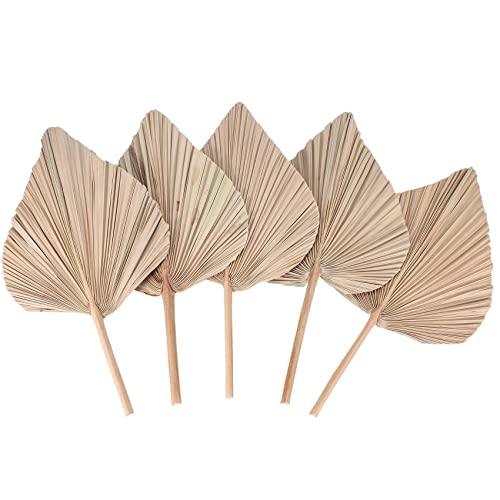 lehua Raumdekoration Aus Getrockneten PalmbläTtern, 5 StüCk - 45,7 cm H X 25,4 cm B. GroßE NatüRliche Palmblatt-Dekoration für Einen SchöNen Boho-Look von lehua