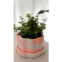 Blumentopf - Jardin Doux Handgefertigt Jesmonite Plantpot Pflanze Geschenkidee Sukkulenten von lesonlu