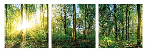 3er Set Wandbild je 30x30cm Glasbild Wald Natur Sonne Landschaft Wanddeko Baum Wandobjekt von levandeo