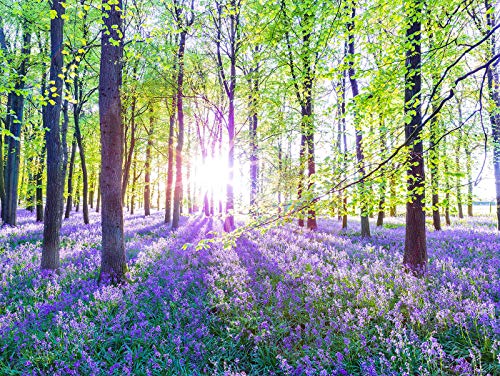 Leinwandbild 80x60cm Wald Natur Lavendel Landschaft Echtholz Keilrahmen Wanddeko Wandbild Einrichtung Deko Leinwandbild 80x60cm Wald Natur Lavendel Landschaft Echtholz Keilrahmen Wanddeko Wandbild Einrichtung Deko von levandeo
