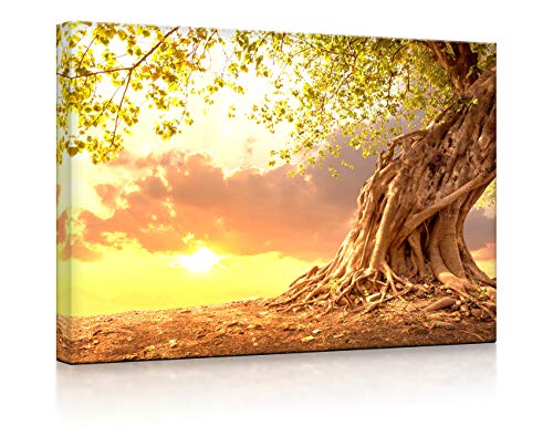 lightbox multicolor | Beleuchtetes Wandbild | Verwurzelter starker Baum im Sonnenuntergang | 100x70 cm | Fully Lighted von lightbox multicolor