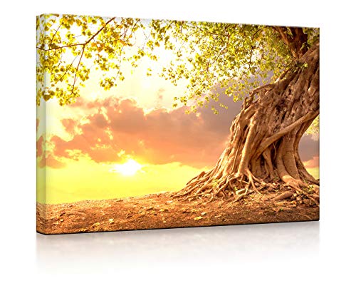 lightbox multicolor | Beleuchtetes Wandbild | Verwurzelter starker Baum im Sonnenuntergang | 100x70 cm | Front Lighted von lightbox multicolor
