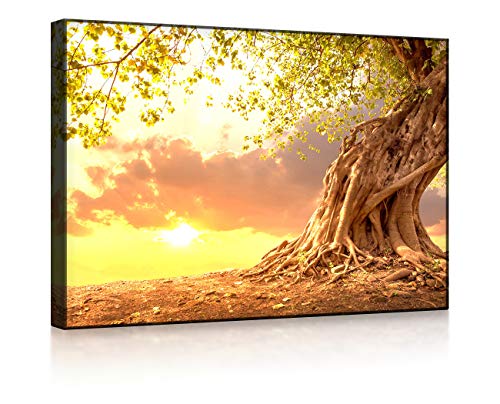 lightbox multicolor | Beleuchtetes Wandbild | Verwurzelter starker Baum im Sonnenuntergang | 60x40 cm | Front Lighted von lightbox multicolor