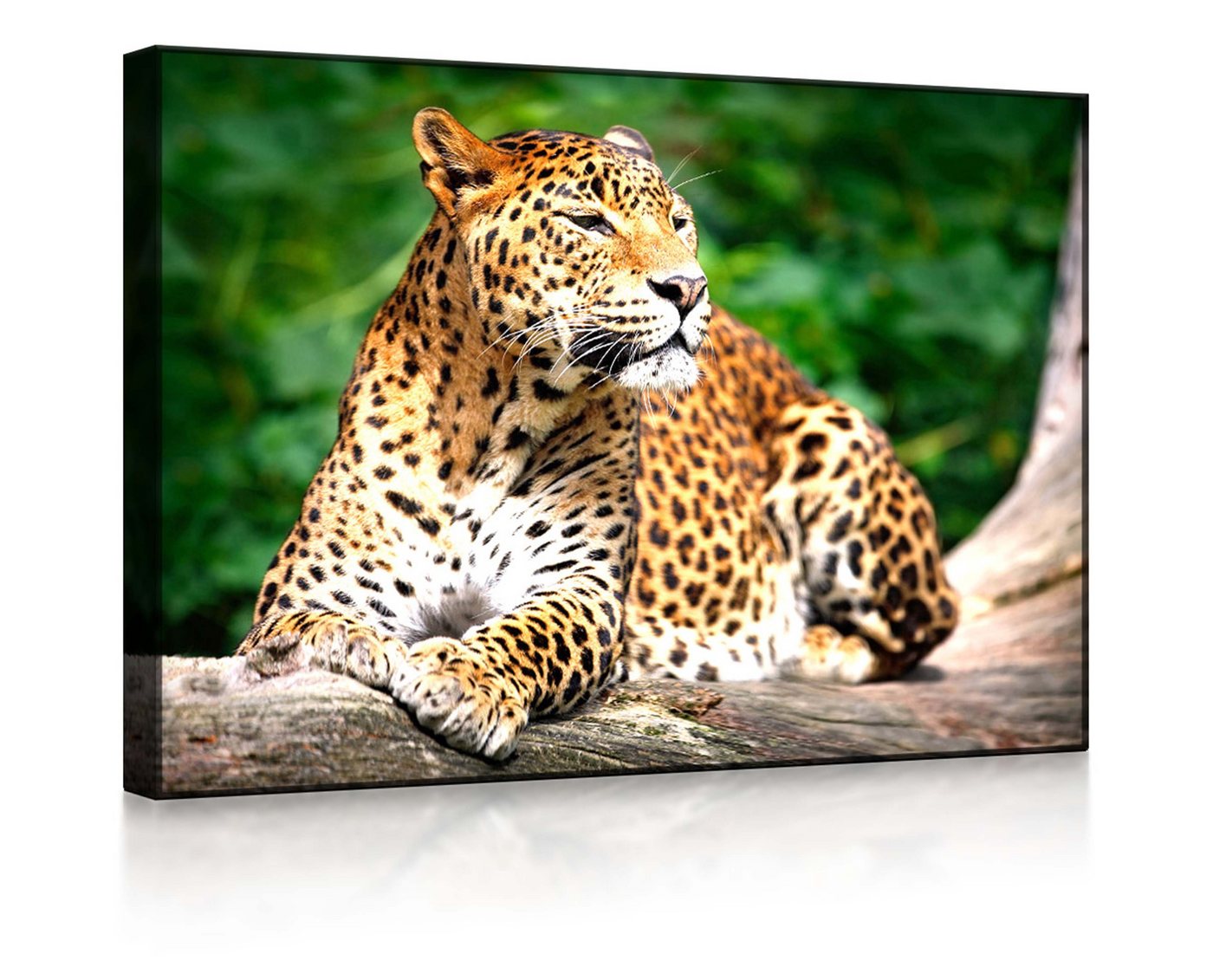 lightbox-multicolor LED-Bild Leopard in der Natur front lighted / 60x40cm, Leuchtbild mit Fernbedienung von lightbox-multicolor