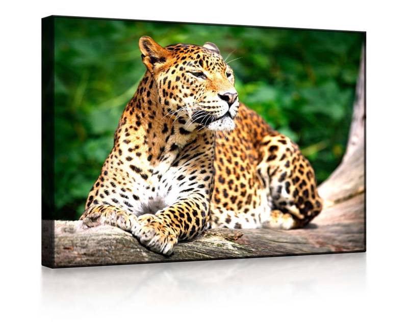 lightbox-multicolor LED-Bild Leopard in der Natur front lighted / 60x40cm, Leuchtbild mit Fernbedienung lightbox-multicolor LED-Bild Leopard in der Natur front lighted / 60x40cm, Leuchtbild mit Fernbedienung von lightbox-multicolor