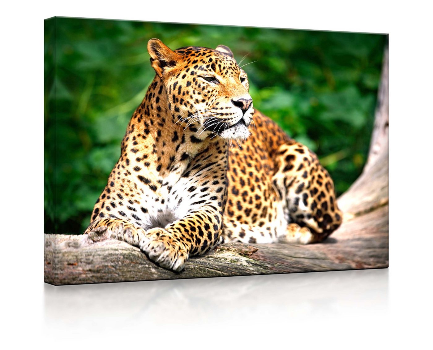 lightbox-multicolor LED-Bild Leopard in der Natur fully lighted / 60x40cm, Leuchtbild mit Fernbedienung von lightbox-multicolor