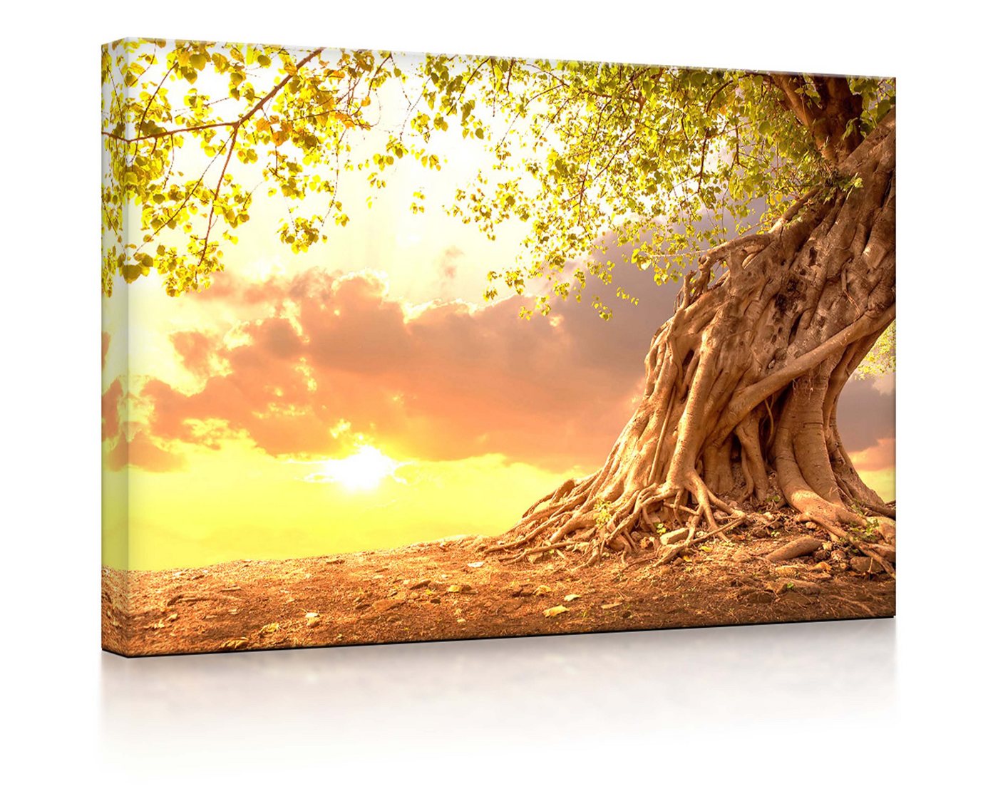 lightbox-multicolor LED-Bild Verwurzelter starker Baum im Sonnenuntergang fully lighted / 60x40cm, Leuchtbild mit Fernbedienung von lightbox-multicolor