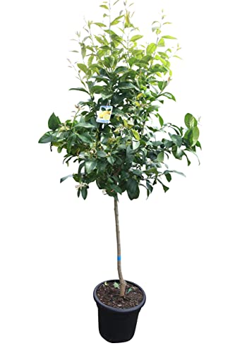 TropicTrees Zitronenbaum mit einer Höhe von 150-170 cm und einem Stammumfang von 8-10 cm | Zitronen für die Saftherstellung, als Gewürzzutat und als Zierpflanze für Innenbereiche von limon170/190cm