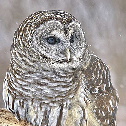 linoows Servietten 20 Stück, Streifenkautz, Nordamerikanische Eule, Barred Owl 33x33 linoows Servietten 20 Stück, Streifenkautz, Nordamerikanische Eule, Barred Owl 33x33 von linoows