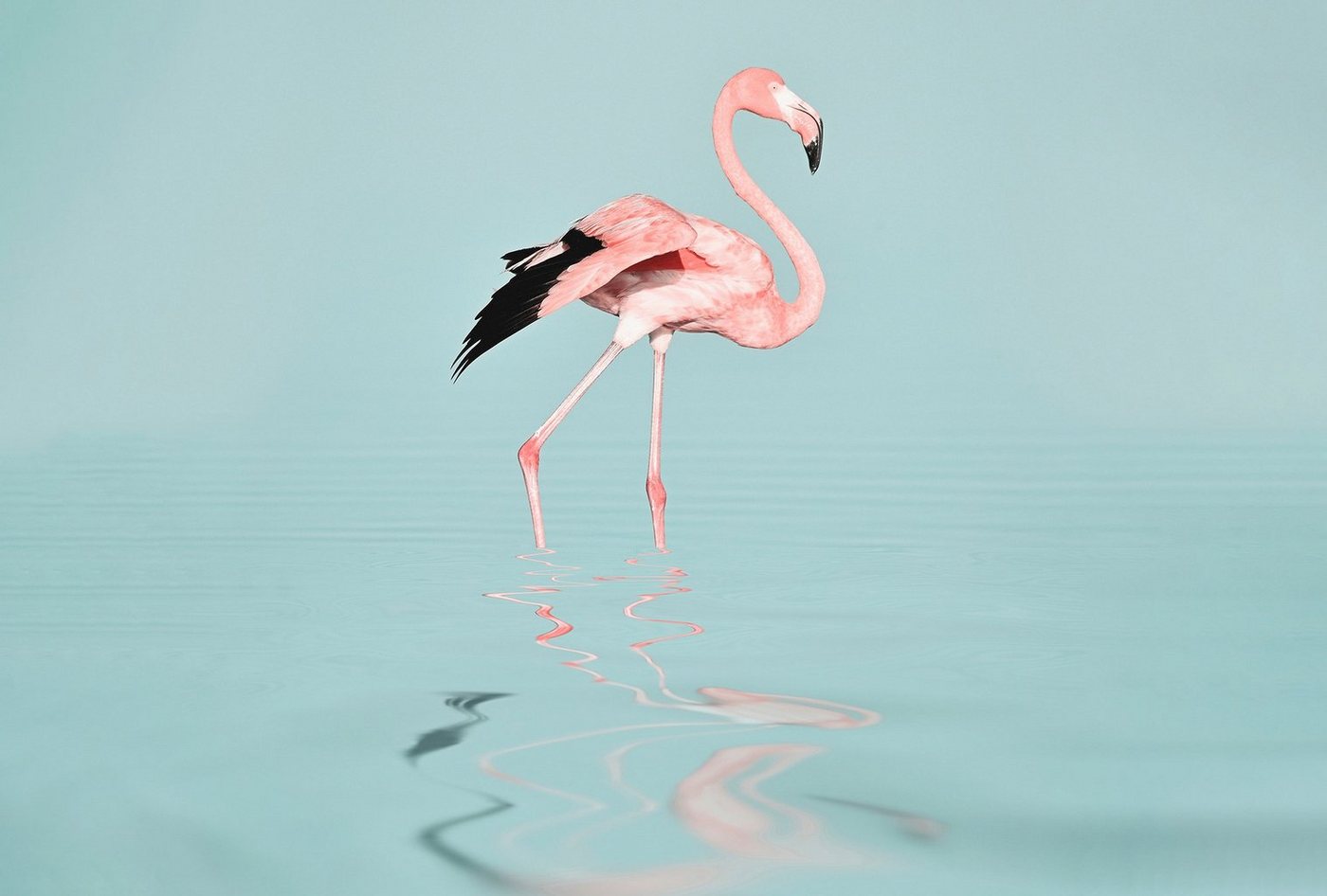 living walls Fototapete ARTist Flamingo Water, (Set, 4 St), Vlies, Wand, Schräge von living walls