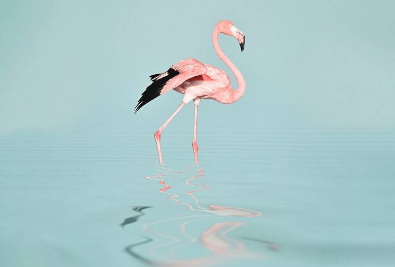 living walls Fototapete ARTist Flamingo Water, (Set, 4 St), Vlies, Wand, Schräge von living walls