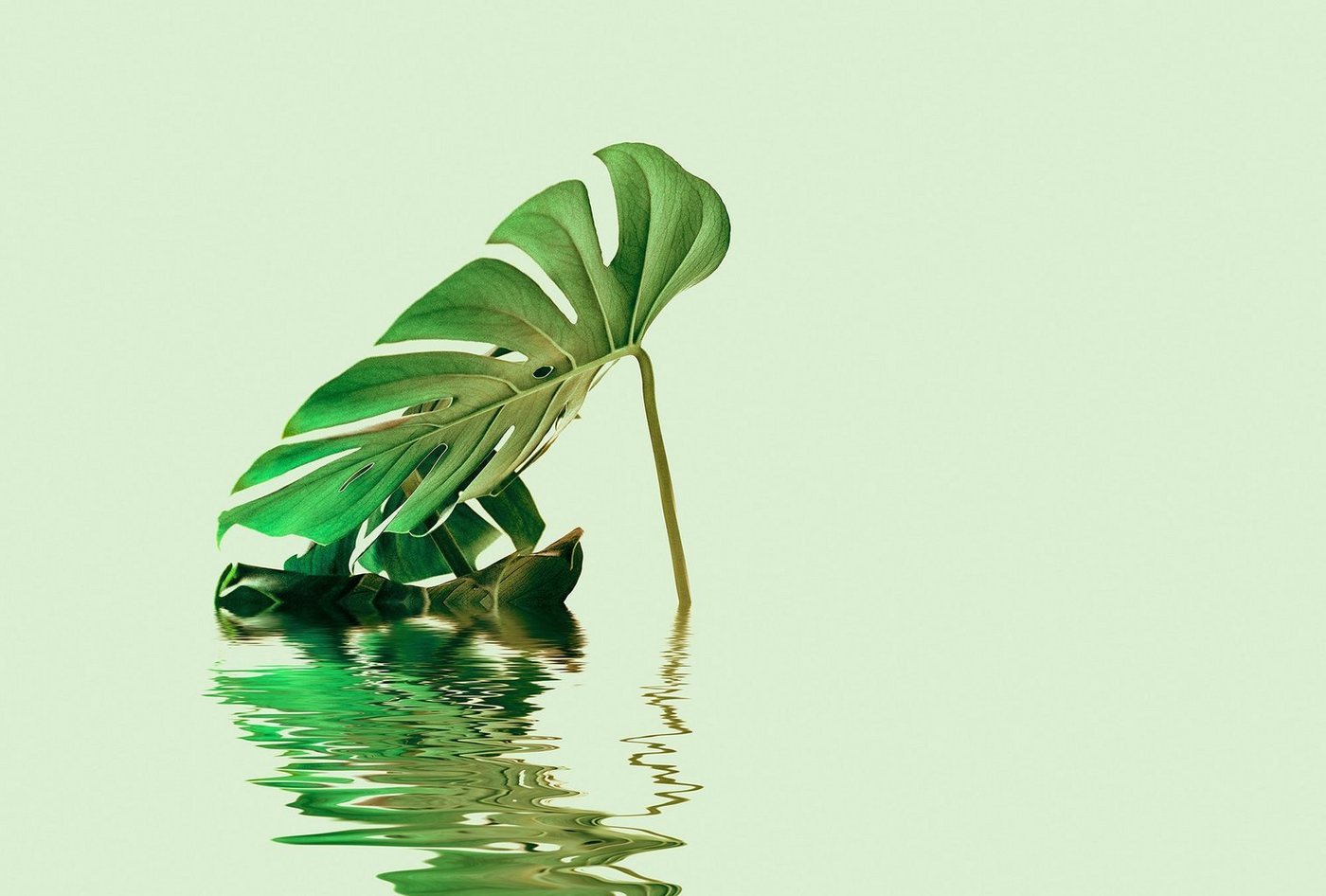 living walls Fototapete ARTist Monstera Leaf Water, (Set, 4 St), Vlies, Wand, Schräge von living walls
