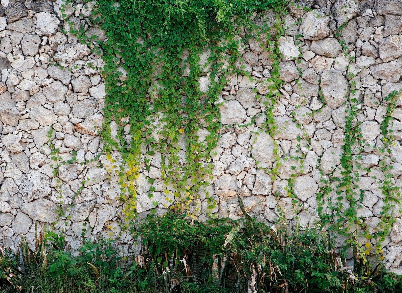 living walls Fototapete Natursteinmauer Vlies, glatt, (1 St), Steinwand mit Pflanzen Fototapete Steine 3,50 m x 2,55 m Tapete von living walls