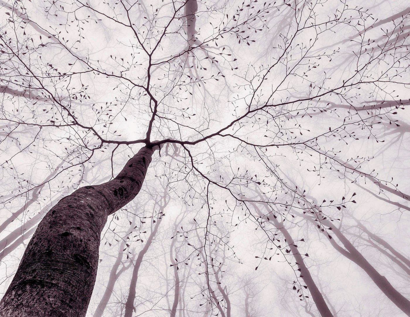 living walls Fototapete Tree Top, glatt, Nebel Wald Tapete Natur Schwarz Weiß Fototapete 3,36m x 2,60m von living walls