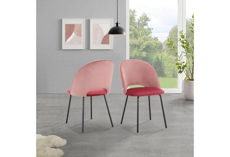 loft24 Esszimmerstuhl Zhang (Set, 2 St), Bezug in Samtoptik, Polsterstuhl, Stuhl, Metallbeine schwarz von loft24