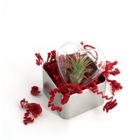 Luftikuss - Geschenk Dose Mit Luftpflanze in Herz Valentinstag, Geburtstag Luftikuss - Geschenk Dose Mit Luftpflanze in Herz Valentinstag, Geburtstag von luftikusairplants