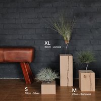 xl Tillandsien Halter - Holz Inkl. Luftpflanze, Dekoidee, Geschenkidee Air Plant Vase xl Tillandsien Halter - Holz Inkl. Luftpflanze, Dekoidee, Geschenkidee Air Plant Vase von luftikusairplants
