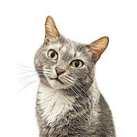 Personalisiertes Katzengeschenk, Personalisiertes Katzenportrait, Digitales Individuelles Familienportrait, Haustierportrait Auf Leinwand von lumetri