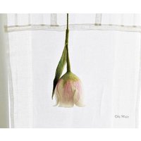 Tulpe in Weiß Und Rosa, Handarbeit Gefilzt, Deko Für Das Fenster, Dekoration Wohnung, Shabby Styl von mafiz