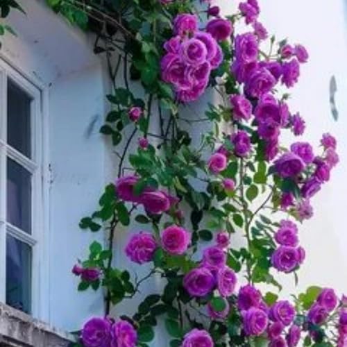 Mafuse100 Stück Purple Kletterrosensamen üppig blühende Kletterpflanze für vertikale Gartengestaltung frostbeständig einfach zu pflegen von mafuse