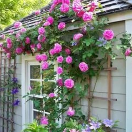 mafuse Lila Kletterrose 50 Samen Winterharte Kletterpflanze Gut für Gärten und Hecken Schnell wachsende Rosenpflanze Mit Anleitung von mafuse