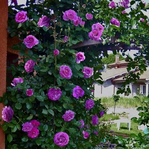 mafuse Lila Kletterrosen 150 Samen Set Mehrjährige Rosenpflanzen Mit Robusten Ranken Ideal Für Sichtschutz Gartengestaltung Und Terrassenbepflanzung Winterhart von mafuse