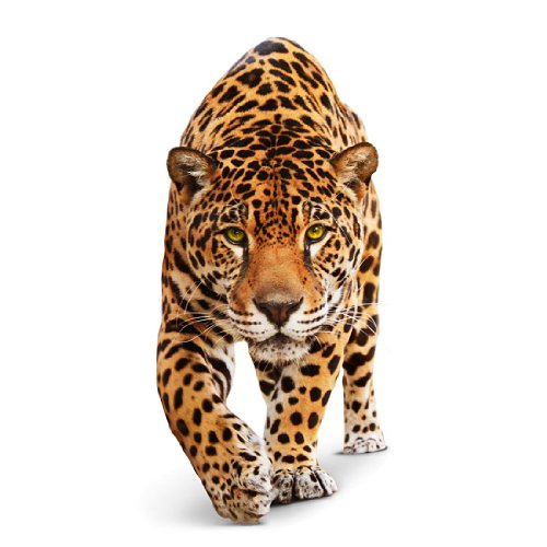 Wandtattoo No.648 Creeping Jaguar 70x148cm Wandsticker Wild Katze Leopard, Größe:148cm x 70cm von mantiburi