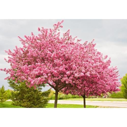 10 x rosa Rotknospen-Baumsamen von maramvenk