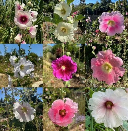 100 Stück Hollyhock-Blumensamen von maramvenk