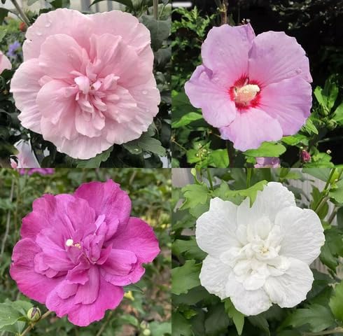 100 Stück gemischte Hybiscus Syriacus Blumensamen von maramvenk