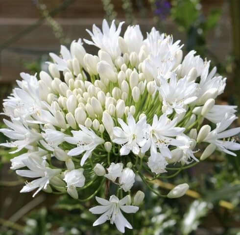 100 Stück weiße Agapanthus-Blumensamen 100 Stück weiße Agapanthus-Blumensamen von maramvenk
