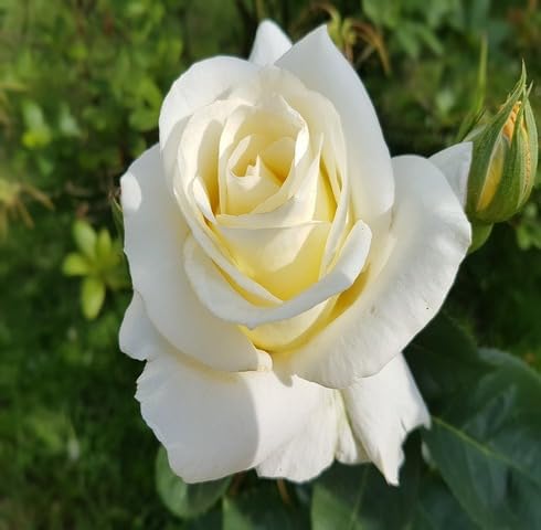 100 Stück weiße Rosensamen von maramvenk