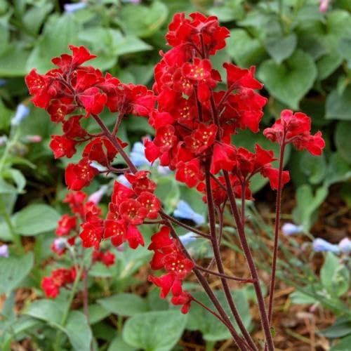 100 rote Heuchera-Blumensamen von maramvenk