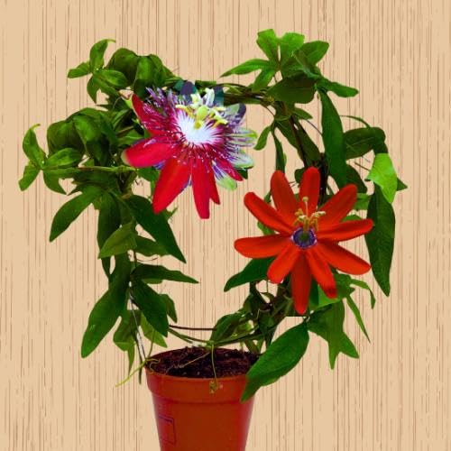 100 rote Passionsblumensamen von maramvenk