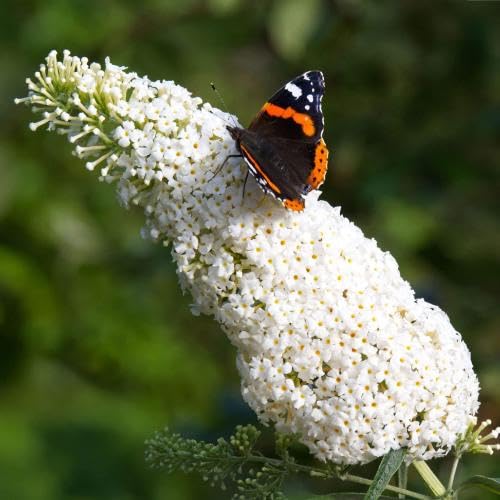 100 weiße Buddleia-Blumensamen von maramvenk