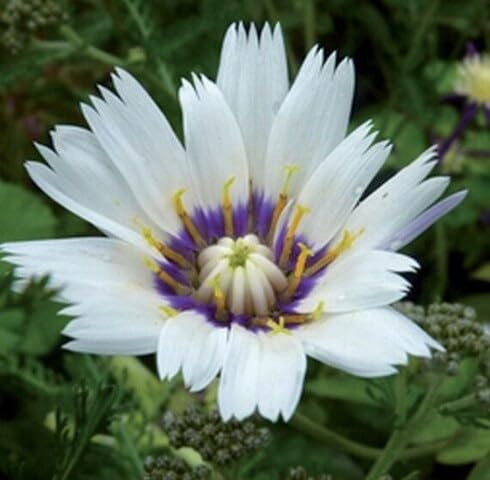 100 weiße Catananche-Blumensamen 100 weiße Catananche-Blumensamen von maramvenk