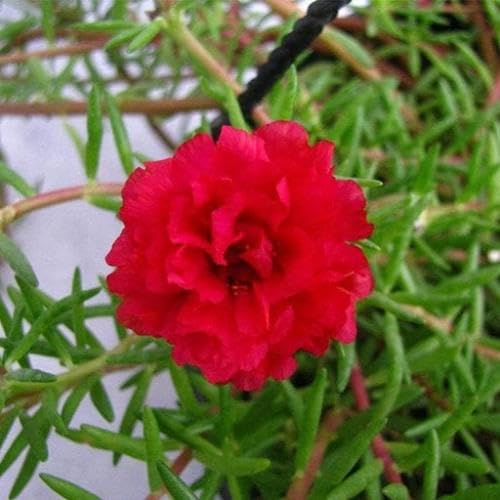 100 x Rosensamen aus rotem Moos 100 x Rosensamen aus rotem Moos von maramvenk