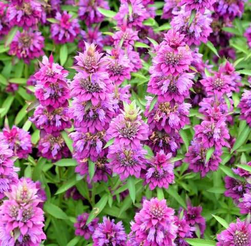 100 x Veilchenblumensamen 100 x Veilchenblumensamen von maramvenk