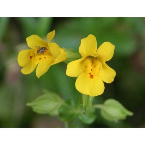 100 x gelbe Mimulus-Blumensamen von maramvenk