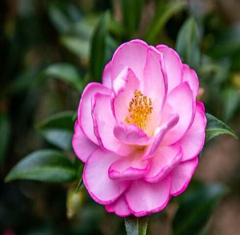 100 x rosa Kamelienblumensamen 100 x rosa Kamelienblumensamen von maramvenk