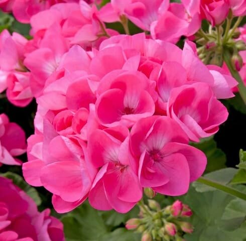 100 x rosa Pelargonienblumensamen von maramvenk