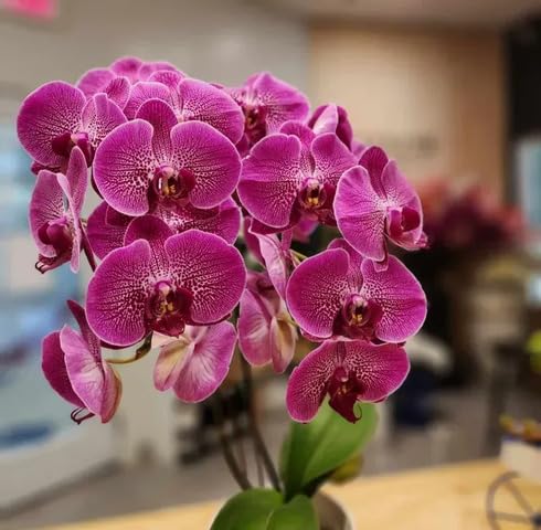 100 x rosa Phalaenopsis-Blumensamen von maramvenk
