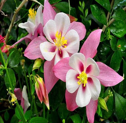 100 x rosa weiße Aquilegia-Blumensamen 100 x rosa weiße Aquilegia-Blumensamen von maramvenk