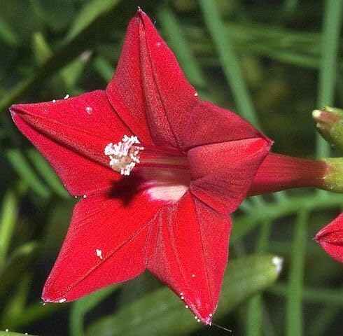 100 x rote Zypressenblumensamen 100 x rote Zypressenblumensamen von maramvenk