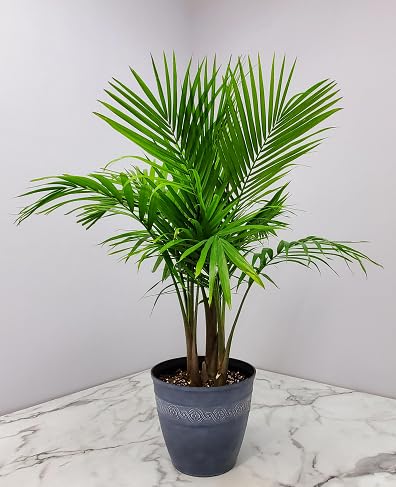 15 Stück neue frische Palmensamen von maramvenk