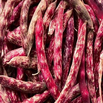 40 Stück Bohnen Gemüsesamen rot von maramvenk