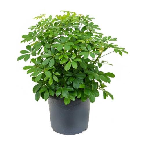 40 grüne Schefflera-Pflanzensamen von maramvenk