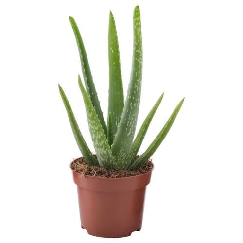 40 x grüne Aloe Vera Pflanzensamen von maramvenk