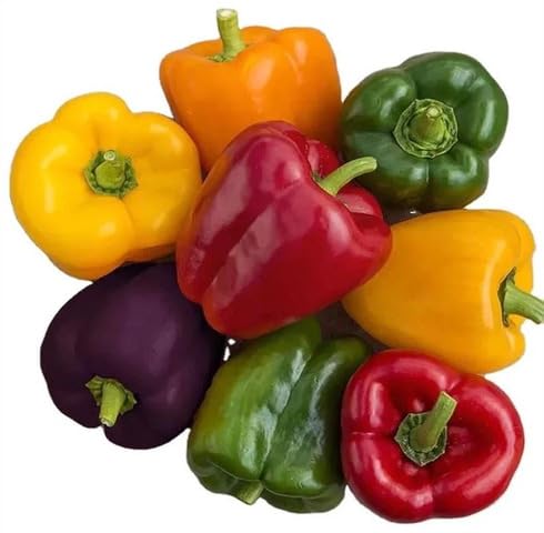 60 Stück gemischte Capsicum-Gemüsesamen von maramvenk