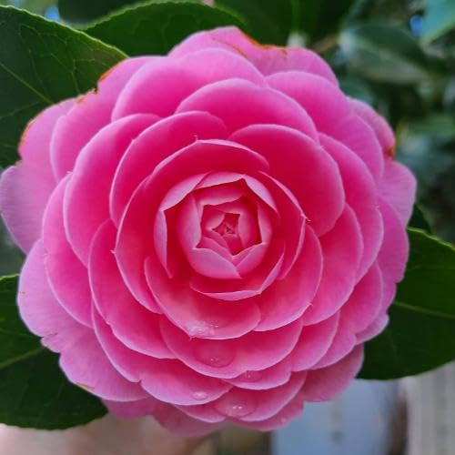 Camellia Flowermellia Blumensamen von maramvenk